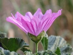 Malva sylvestris