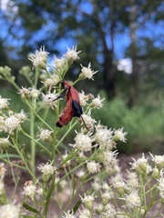 Chauliognathus lecontei