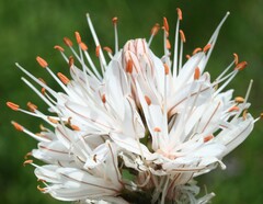 Asphodelus albus delphinensis