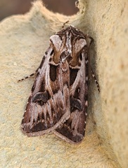 Agrotis vestigialis