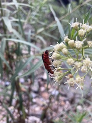 Chauliognathus lecontei
