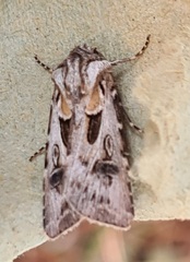 Agrotis vestigialis