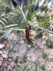Chauliognathus lecontei