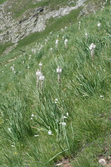 Asphodelus albus delphinensis