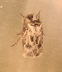 Agrotis vestigialis