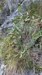 Laserpitium peucedanoides