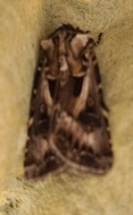 Agrotis vestigialis