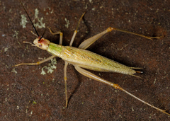Oecanthus varicornis