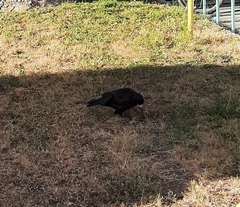 Corvus frugilegus