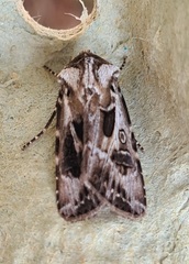 Agrotis vestigialis