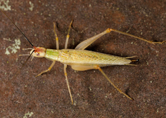 Oecanthus varicornis