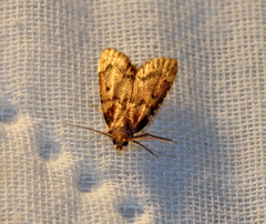 Aglossa disciferalis