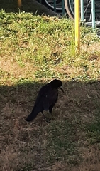 Corvus frugilegus