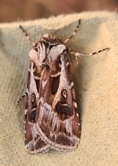 Agrotis vestigialis