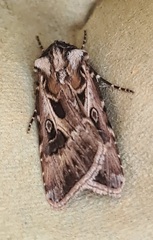 Agrotis vestigialis