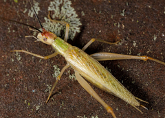 Oecanthus varicornis