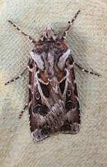 Agrotis vestigialis