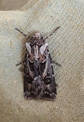 Agrotis vestigialis