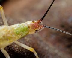 Oecanthus varicornis