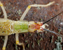 Oecanthus varicornis