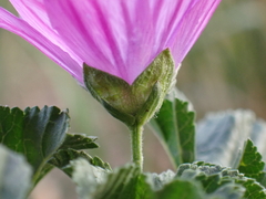Malva sylvestris