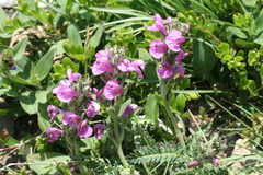 Pedicularis gyroflexa