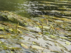 Potamogeton lucens
