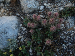 Castilleja nana