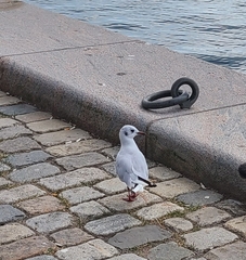 Chroicocephalus ridibundus