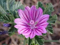 Malva sylvestris