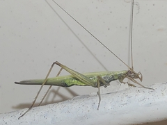 Oecanthus longicauda