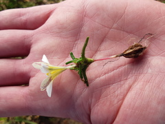Moraea angulata