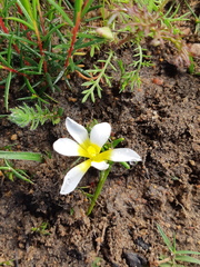 Moraea angulata