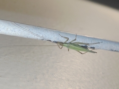 Oecanthus longicauda