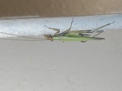 Oecanthus longicauda