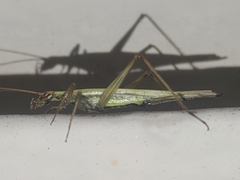 Oecanthus longicauda