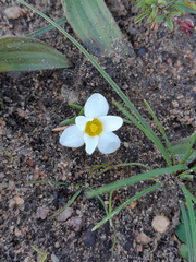 Moraea angulata