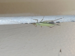 Oecanthus longicauda