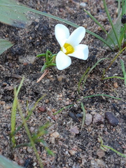 Moraea angulata