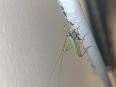 Oecanthus longicauda