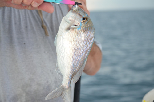 Littlehead porgy (Calamus proridens) — Sparidae — 4