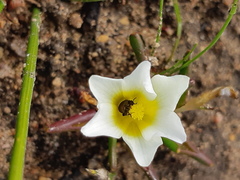 Moraea angulata