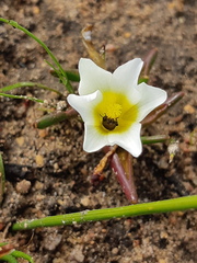 Moraea angulata