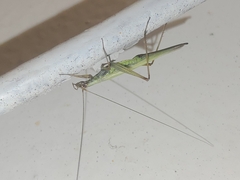 Oecanthus longicauda