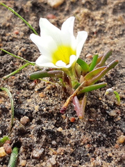 Moraea angulata