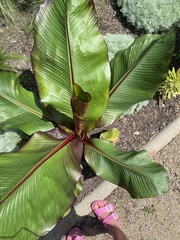 Ensete