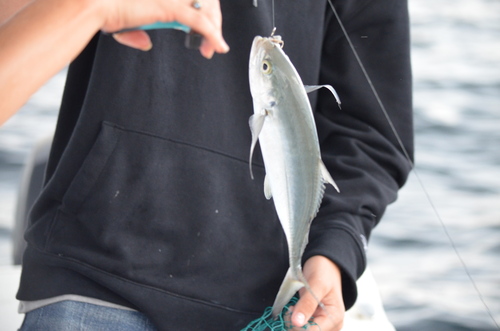 Photo of Blue runner (Caranx crysos)