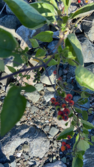 Solanum dulcamara