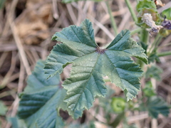 Malva sylvestris