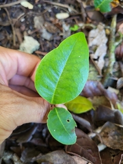 Ottoschulzia rhodoxylon